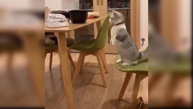 Try Not To Taugh Challenge & funny cats video #funny #cats смотреть онлайн