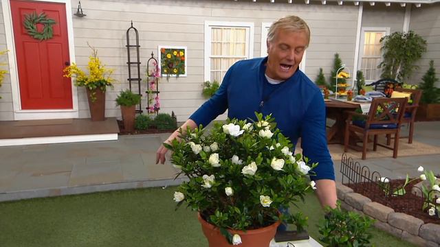 Cottage Farms 1-Piece Patio Gardenia Live Plant on QVC смотреть онлайн