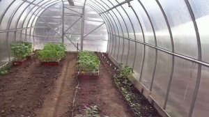 ТОМАТЫ ВЫСОКИЕ И НИЗКИЕ - КАК РАСПОЛОЖИТЬ В ТЕПЛИЦЕ? Ольга Чернова.