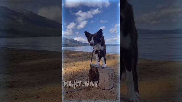 эдит бордер колли🥛🍪 смотреть онлайн