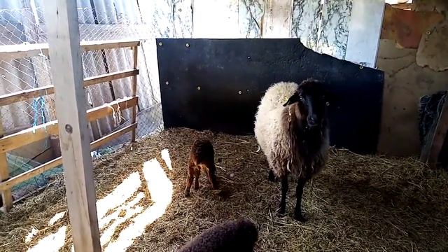 Содержание овец без сарая смотреть онлайн