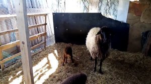 Содержание овец без сарая