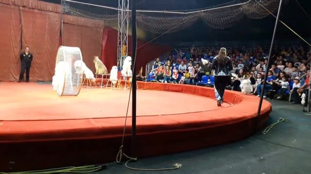 Цирк "Золотой Дракон" смотреть онлайн