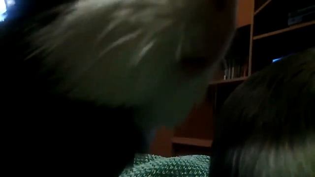 Морская свинка вид одомашненных грызунов из рода свинок семейства свинковых смотреть онлайн