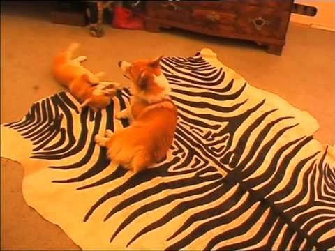 Элвис-Мэлвис знакомится с подругой