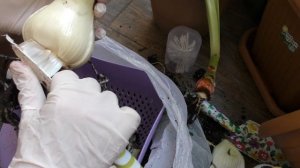 Пересадка гиппеаструма Alfresco