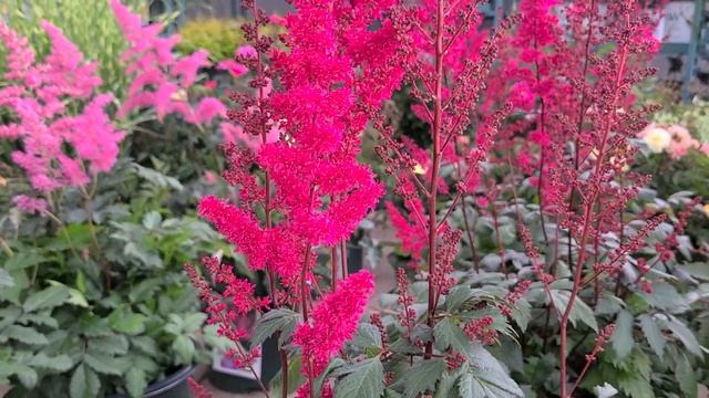 Astilbe 'Fanal' (False Spirea) - Classic, Hardy, Easy To Grow, Bright Red Flowering Perennial
