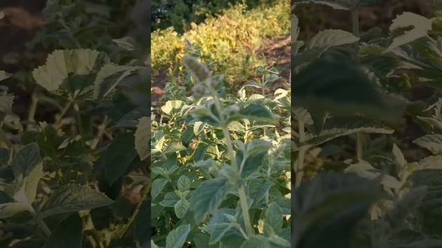 Мята или мелисса? смотреть онлайн