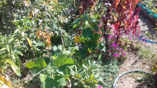 собрала урожай томатов,мои груши,купила стеллажи для цветов смотреть онлайн