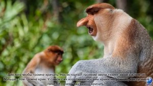 Кахау или Носач - удивительная носатая обезьяна.