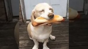 настоящий хот дог