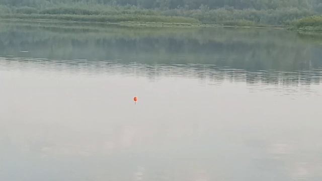 Рыбалка на щуку с берега на живца, не успел оглянуться как потерял из виду поплавок#рыбалка