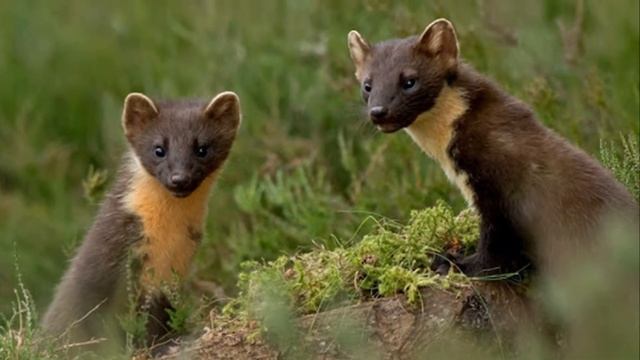 Это еще тот зверек-интересные факты о куницах! смотреть онлайн