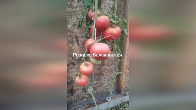 Народные  сорта томатов в моей коллекции