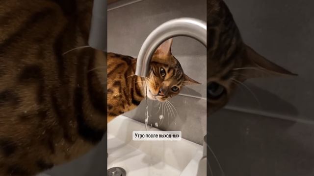 С началом новой рабочей недели ? #бенгал #работа #трудовыебудни #послевыходных смотреть онлайн