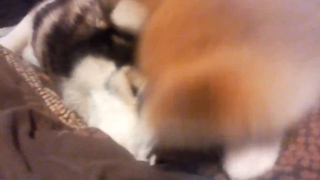 Акита-ину против хаски/Akita-inu vs husky смотреть онлайн