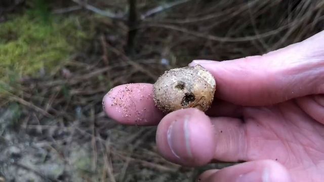 春の松露(ショウロ)採り смотреть онлайн