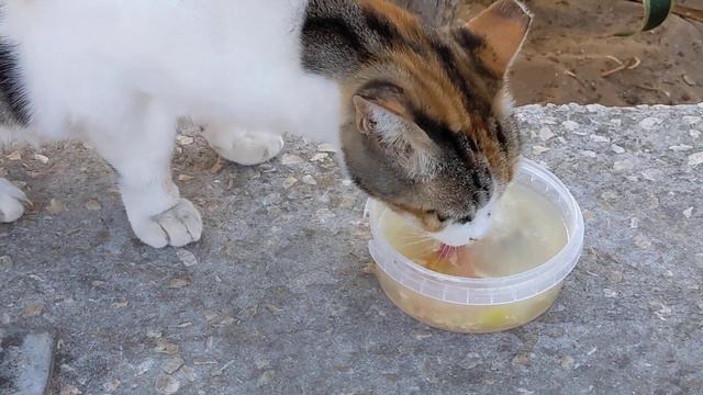 Голодные коты Мяукают и Кушают 😻 Nice feral cats Meow eat Kucing lucu Gatos engraçados graciosos смотреть онлайн