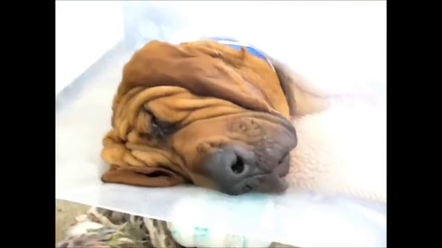 Милый спящий щенок смотреть онлайн