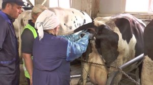 Искусственное осеменение