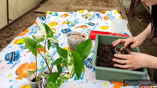 Сингониум Империал Вайт /Syngonium Imperial White. Пересадка .