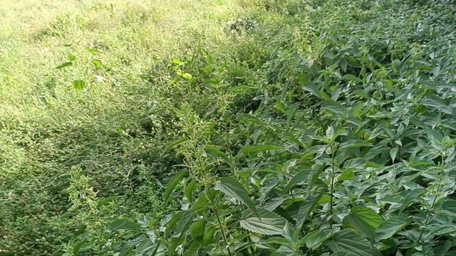 31.08.2022. Пришёл косить люцерну. смотреть онлайн