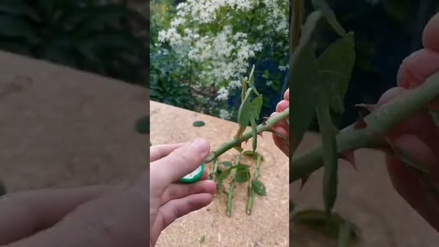 Как укоренить любую розу? Черенкование роз смотреть онлайн