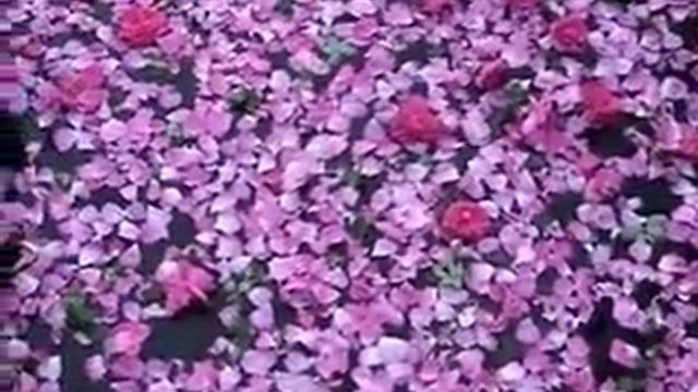 Животные на даче 2018 смотреть онлайн