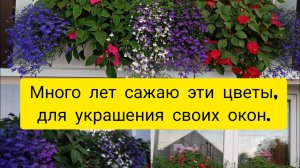 МНОГО ЛЕТ САЖАЮ ЭТИ ЦВЕТЫ ДЛЯ УКРАШЕНИЯ СВОИХ ОКОН.