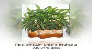 ДРИМИОПСИС или ЛЕДЕБУРИЯ, легкое в выращивании растение. Уход и разведение в домашних условиях