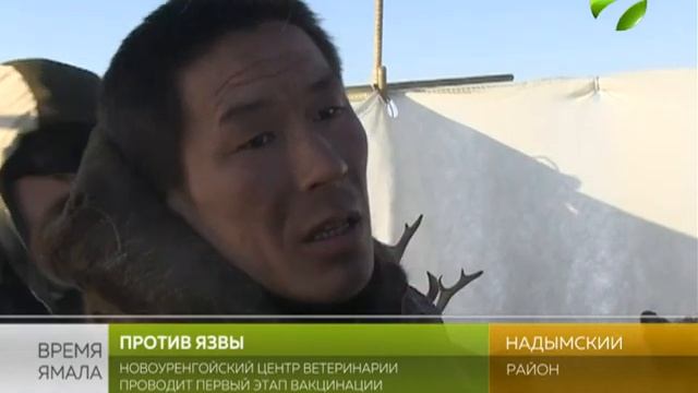 Новоуренгойский центр ветеринарии проводит первый этап вакцинации оленей смотреть онлайн