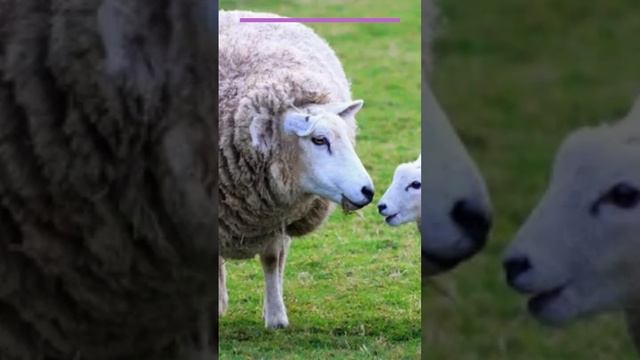 змея укусила одну из моих овец Ilan  Quzunu Birini Dişlədi