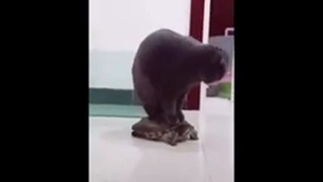 ЖИЗНЬ НАШИХ ЖИВОТНЫХ ОНЛАЙН ЖИВОТНАЯ ЖИЗНЬ ПРИКОЛЬНЫЕ МОМЕНТЫ С ЖИВОТНЫМИ КОТЫ СОБАКИ ЛУЧШЕЕ смотреть онлайн