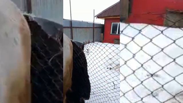 Признаки перед отелом коровы