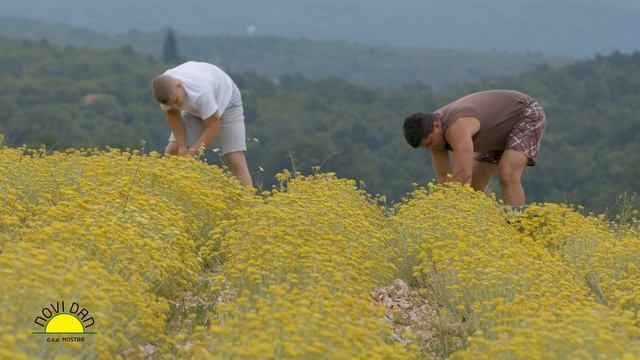 Helichrysum Italicum Essential oil Farm and distillery - Organic смотреть онлайн