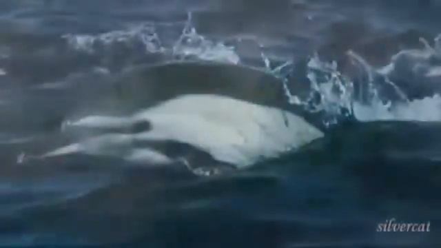 CЁРФИНГ МОТИВИРУЕТ НА БОЛЬШИЕ ВОЛНЫ смотреть онлайн