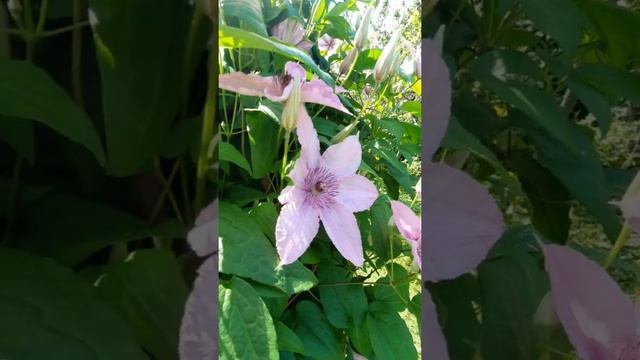 #shorts Клематис Хегли Гибрид / Clematis Hagley Hybrid смотреть онлайн