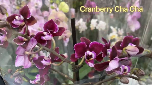 💙💛Огляд розкішних ОРХІДЕЙ💚 які залишились після свята🌷ЗНИЖКИ Епіцентр, Київ🇺🇦ПЕРША частина смотреть онлайн