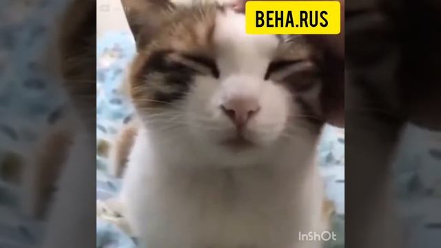 Как отключить кота за 15 секунд? смотреть онлайн