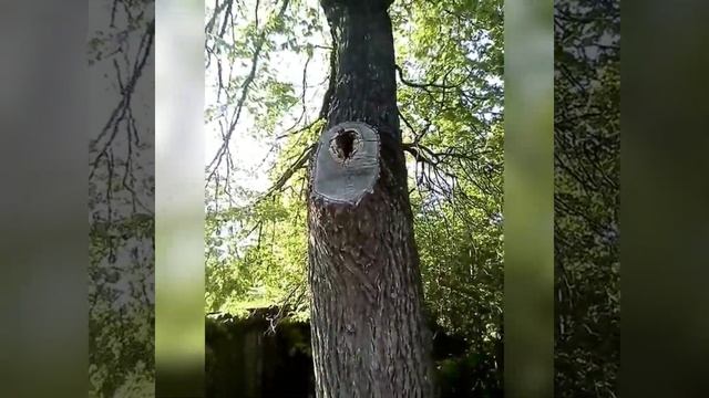 Как живут пчёлы в природе ,в липе . смотреть онлайн