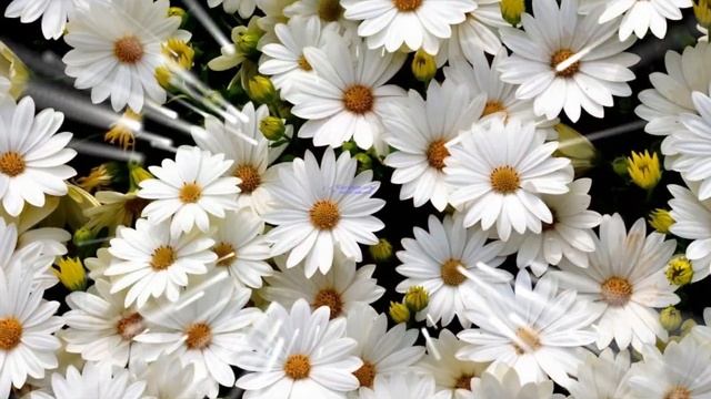 С Днем Матери С Днем Мамочки Красивая видео открытка смотреть онлайн