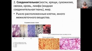 Анатомия. Ткани человека
