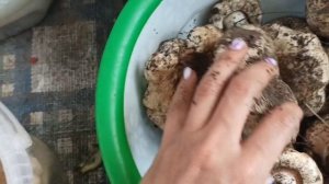 Собираем белые грузди. Как отличить груздь от двойника! Как чистить грузди!