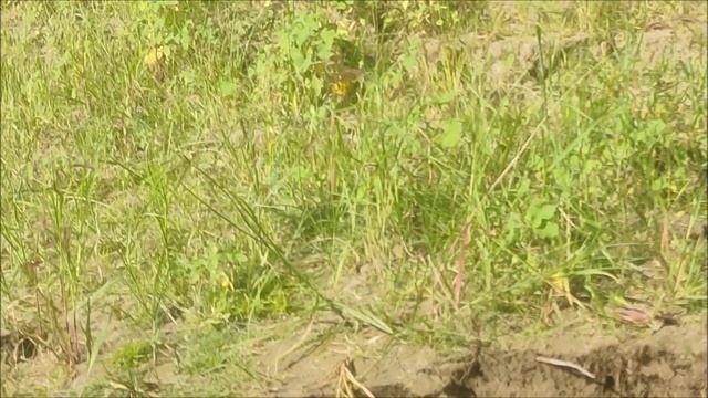 Ахтуба рыбалка. Попытка поймать рыбу на сломе погоды. Август 2021. смотреть онлайн