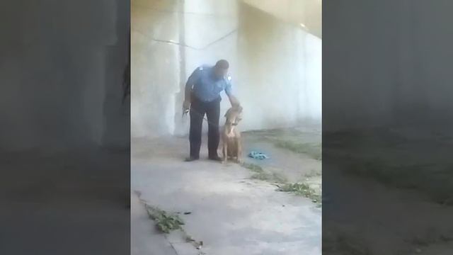 Михаил тренировка собаки(6)