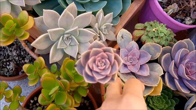 ECHEVERIA perle von nurnberg - Atualização das hastes | Fran natura смотреть онлайн