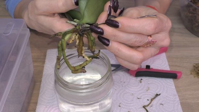 Пересадка орхидеи В МИНИ ФОРМАТЕ. смотреть онлайн