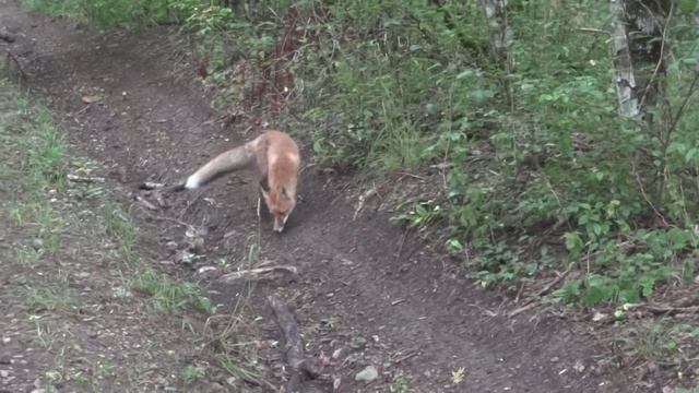 Животный мир заповедника "Утриш". Лисёнок. Август 2013 г. смотреть онлайн