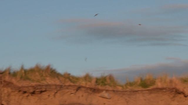 Compact Wildlife Photography Kit | Nikon Z7 + 500mm PF vs. Olympus E-M1x + 300mm f/4 смотреть онлайн