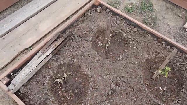 Решили мы посадить рассаду баклажан, томатов и перцев в грядки. Но что-то пошло не так. смотреть онлайн